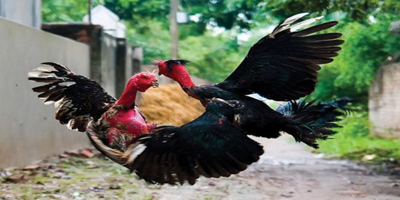 Bật Mí Bí Quyết Chơi Đá Gà Jun88 Hiệu Quả Nhất 5 79jun88.com